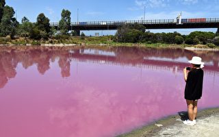 昆州一湿地水域神秘变粉色 专家警告远离