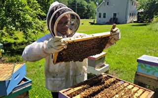 緬因州最小養蜂人 11歲童獨自照料9個蜂箱