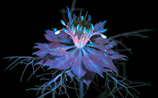 組圖：紫外光下的花卉 呈現不為人知的美