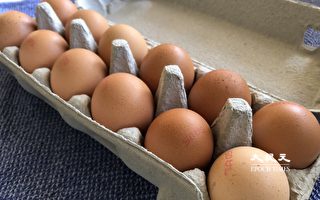 籠養雞蛋漸被淘汰 南澳唯一散養雞場擴建