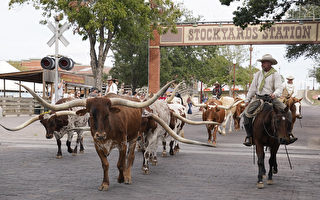 組圖：美國德州沃斯堡驅趕長角牛