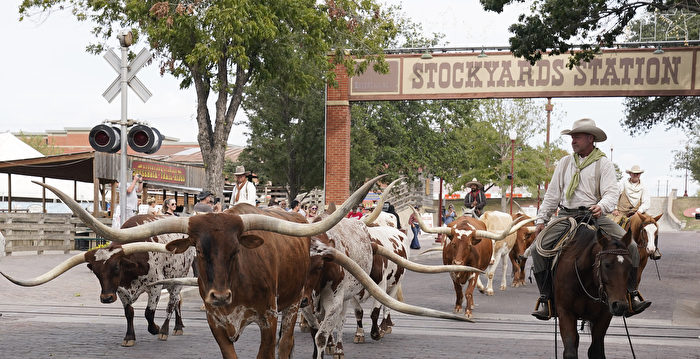 组图：美国德州沃斯堡驱赶长角牛| 德克萨斯| 历史区| 大纪元
