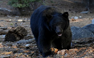 加拿大黑熊闯入商店 偷走一包小熊软糖