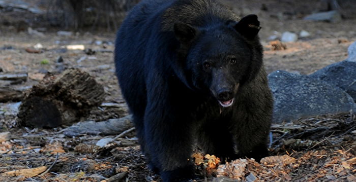 一只庞大的黑熊闯入加州民宅 偷吃零食和狗粮