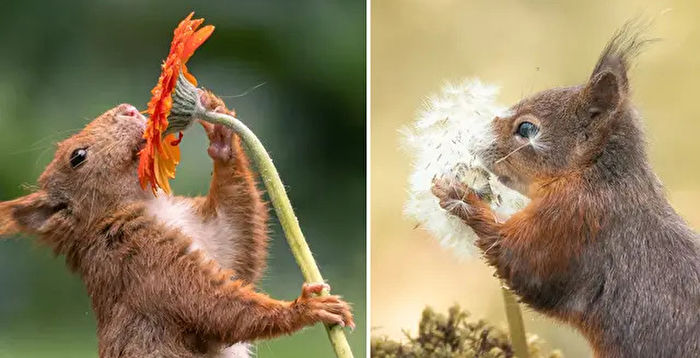 组图：红松鼠“一脸陶醉”嗅花香 萌态十足