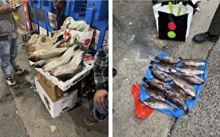 条纹鲈、黑斑鱼不能乱卖 街头卖鱼遭处罚