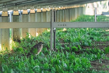 奇美绿能园区光电板下的黑冠麻鹭。