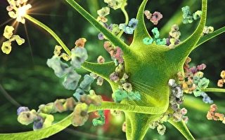 COVID-19感染增加自體免疫性和炎症性疾病風險