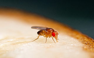 你餓了嗎 長庚大學發現飢餓果蠅特別怕熱