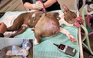 患排球大小腫瘤的鬥牛犬接受手術 找到新家