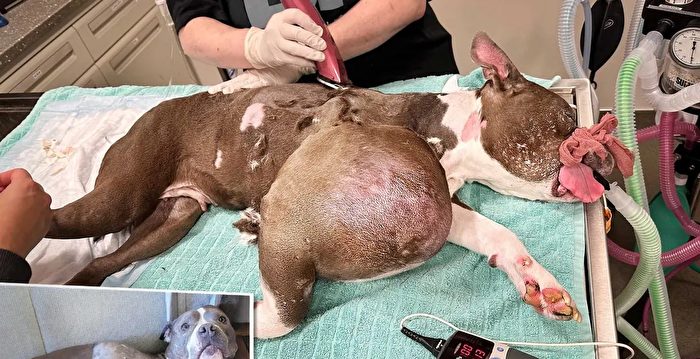 患排球大小肿瘤的斗牛犬接受手术 找到新家