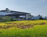 雾峰香米遇“虱烧”倒伏一片   农民估减收6成