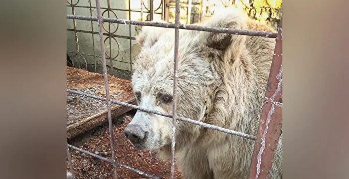 组图:马戏团被圈养20年的老熊终获救