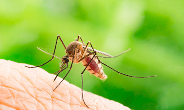 First Case of Dengue Fever Detected in Pasadena, California