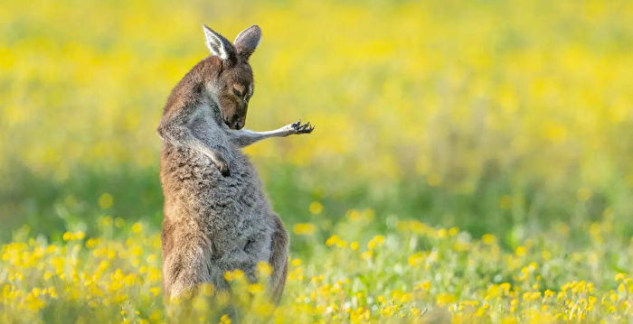 组图：2023搞笑野生动物摄影奖入围作品