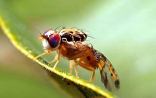 為消滅入侵昆蟲 加州向洛城釋放數百萬隻果蠅