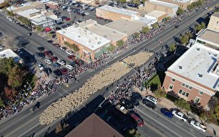 美国犹他州小城年度节庆 上千只绵羊逛大街