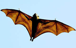 薩省居民屋頂住著蝙蝠 全家被迫打狂犬病疫苗