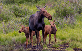 駝鹿媽媽拚命保護雙胞胎幼崽免遭黑熊襲擊
