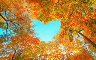 在詩情畫意的秋天 為什麼樹葉會變色？