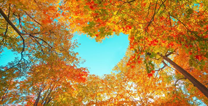 在诗情画意的秋天 为什么树叶会变色？