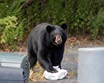野熊闖入加州民宅 偷走一包Oreo餅乾