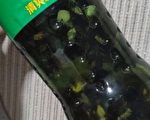 浙江多地出現大量臭屁蟲