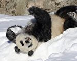 周晓辉：17只大熊猫回国与“拥抱熊猫派”失势