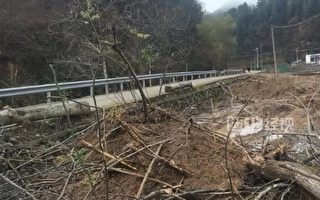 陕西丹凤县被曝强砍3万多棵国槐树 引关注