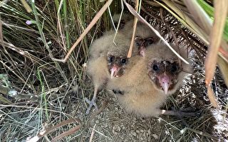 4只草鸮宝宝现踪台南草丛 紧急搭建围网保护