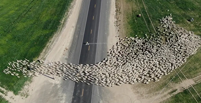 无人机记录大批羊群过马路 场面异常壮观