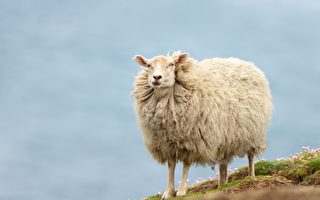 受困懸崖2年竟變胖了 英國最孤獨綿羊獲救