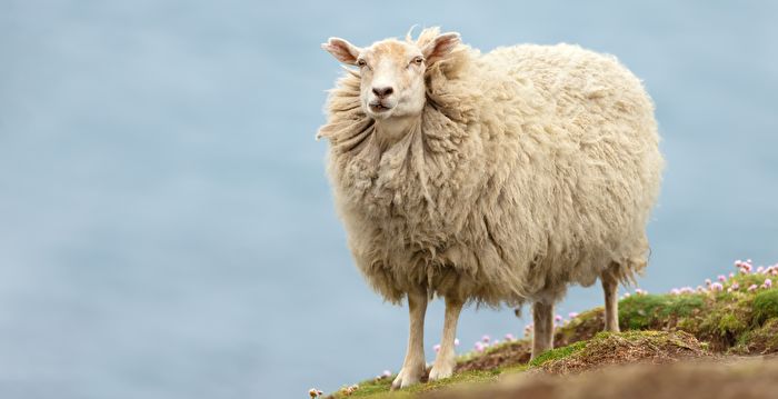 受困悬崖2年竟变胖了 英国最孤独绵羊获救