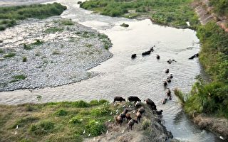 彰化芬园猫罗溪 牛群成为热门景点