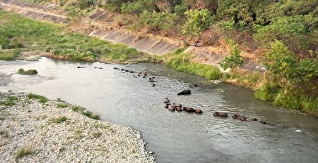 二百多头牛群逐水草、泡澡的景象而成为热门景点。