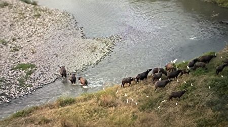 牛群在秋芒花中觅食十分逗趣，并常常在溪中戏水。