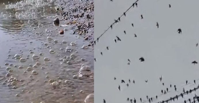 辽宁江边水冒泡 广西天空现鸟群 民忧地震前兆