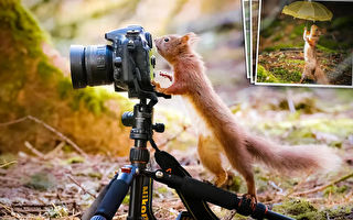 組圖：攝影師放各種道具 拍松鼠「超萌日常」
