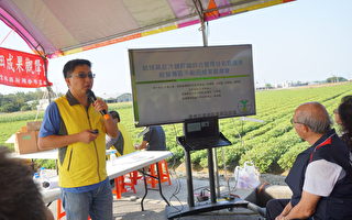提升产业竞争力 褒忠乡成立“生菜农业专区”