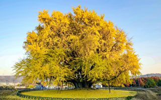 韓國800歲銀杏樹變身金黃色 遊客慕名而來
