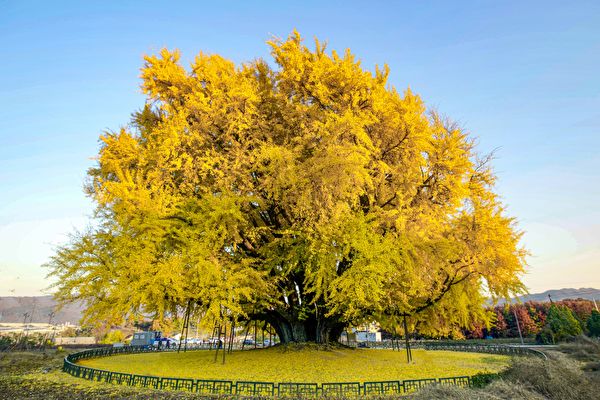 韩国800岁银杏树变身金黄色 游客慕名而来