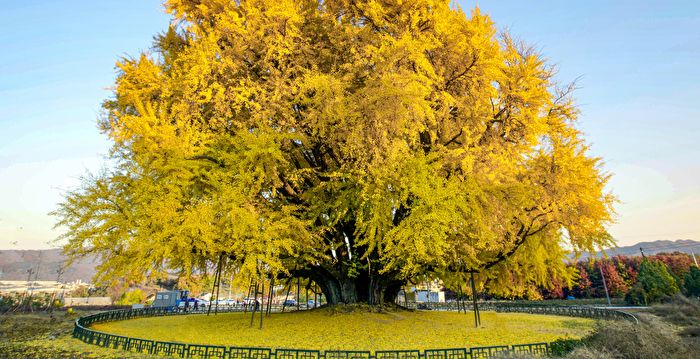 韩国800岁银杏树变身金黄色 游客慕名而来