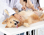 麻州出現犬類呼吸道疾病 原因不明