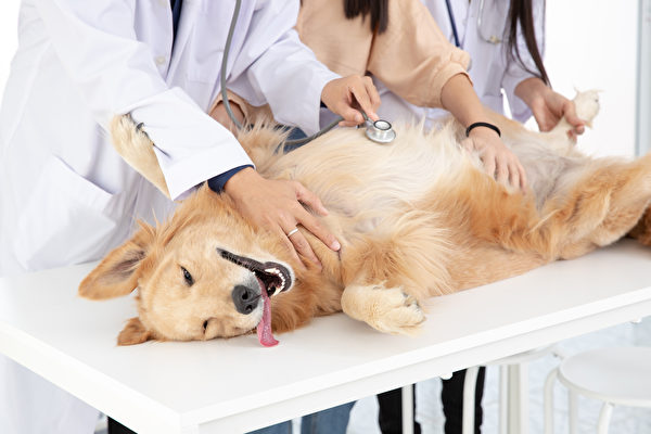 麻州出現犬類呼吸道疾病 原因不明