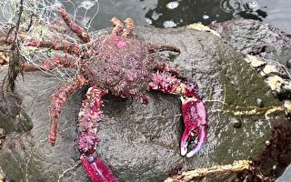外来种“武装双棘蟹”现踪南台湾 西子湾捕获最多