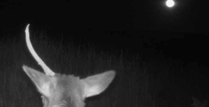 月圆之夜 美国国家公园惊现“独角兽”