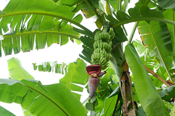 日本男子在安全岛种香蕉 两年后蕉树遭移除