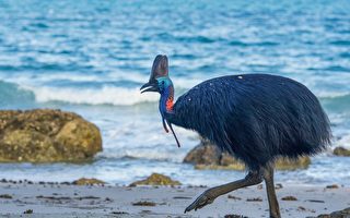 世界最危险鸟类出现在澳洲海边 还会游泳