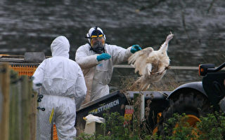 感染禽流感 卑詩省近五百萬隻雞被撲殺