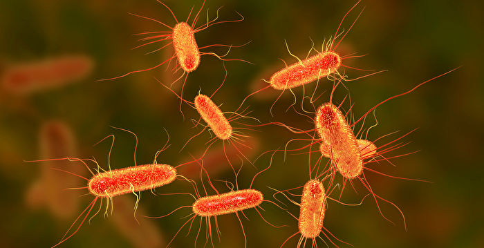 研究:细菌无脑 但会储存记忆并传承好几代